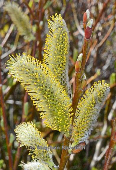 salix catkins 1 graphic